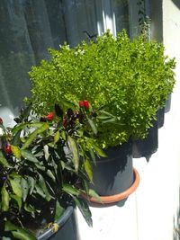 Close-up of potted plant