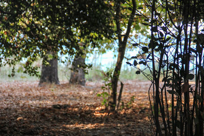 Trees growing on field