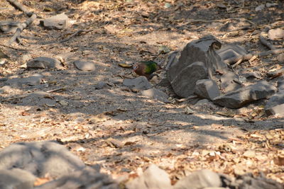 Surface level of animal on beach