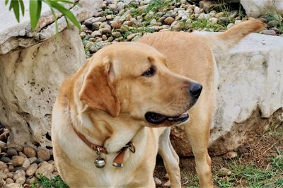 Close-up portrait of dog on field