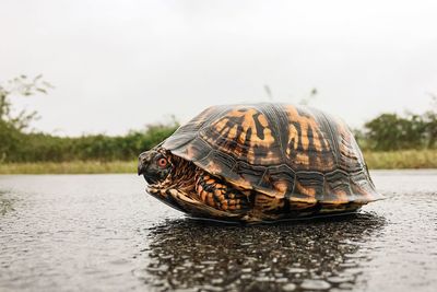 Close-up of shell on the lake