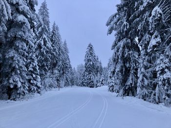 Road amidst trees against sky during winter