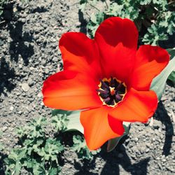 Close-up of red rose flower