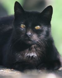 Portrait of black cat relaxing outdoors