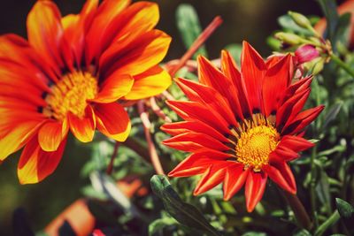 Close-up of red orange flower in park