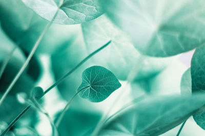 Close-up of green leaves on plant