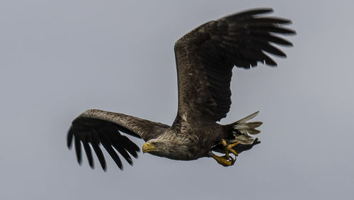 Low angle view of kite flying against clear sky