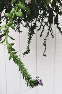 Plant growing in a room