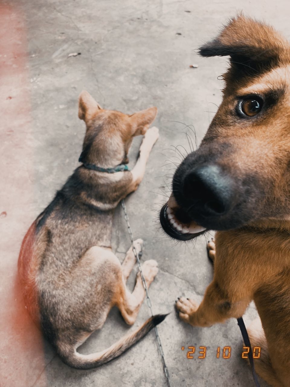 animal, animal themes, mammal, pet, dog, one animal, canine, domestic animals, puppy, no people, animal body part, high angle view, carnivore, brown, relaxation, lying down, animal wildlife, portrait