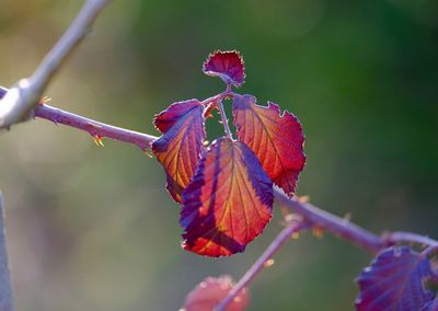 Close-up of red leaves