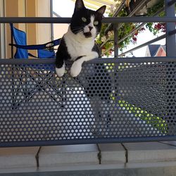 Portrait of cat sitting on metal