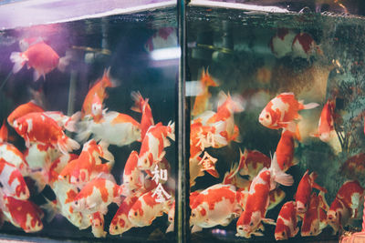 Close-up of fish swimming in tank