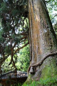 Low angle view of trees in forest