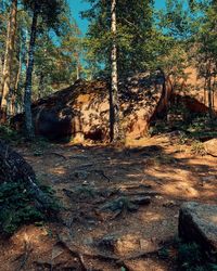 Trees growing in forest