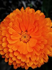 Close-up of orange flower