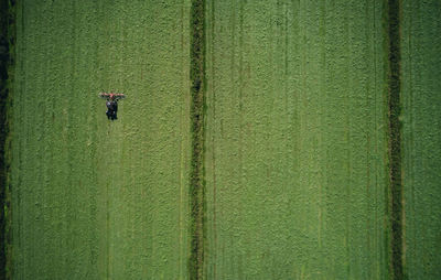 Powerful tractor evenly working on green field furrowing wheat