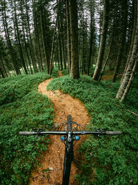 Trees on field in forest