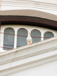 Low angle view of bird perching on wall