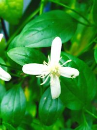 Close-up of white flowering plant