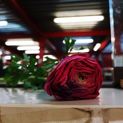 Close-up of red rose on table