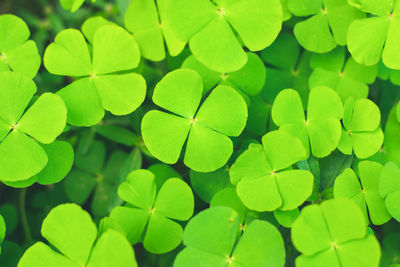 Full frame shot of green leaves