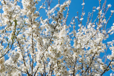 Low angle view of cherry blossoms against blue sky