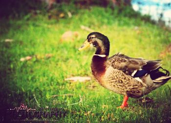 Close-up of duck on field