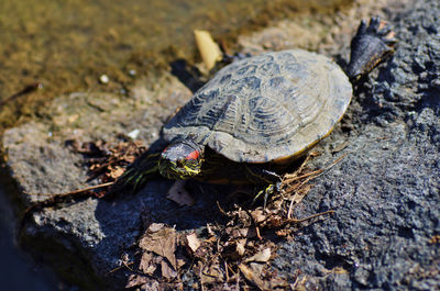 Close-up of turtle