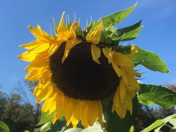 Close-up of yellow sunflower against sky