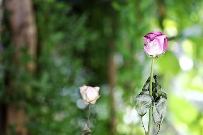 Close-up of pink flowering plant