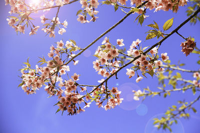 Low angle view of apple blossoms in spring