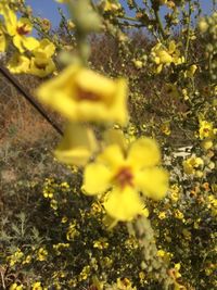 Close-up of yellow flowering plant on field