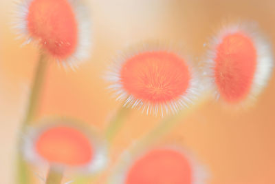 Close-up of fresh flowers