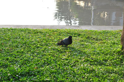 Bird perching on a field