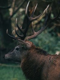 Close-up of deer