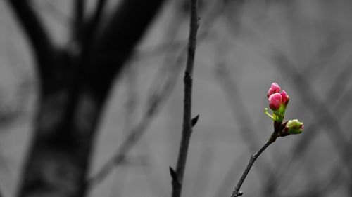 Close-up of flower against blurred background