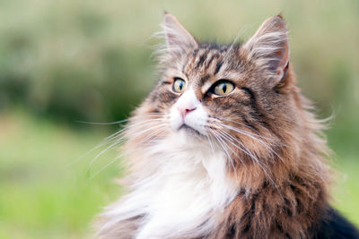 Close-up of cat looking away