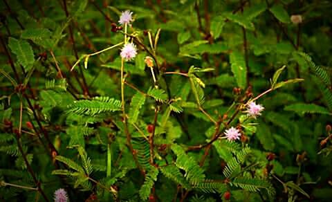 Close-up of plant