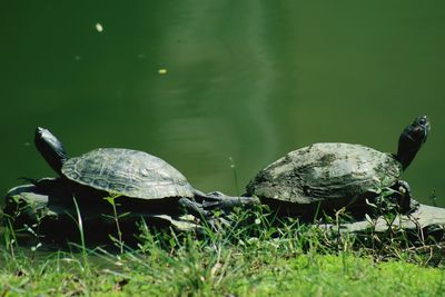 High angle view of a turtle in water