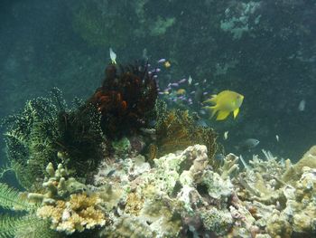 Fish swimming in sea