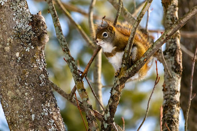 A cute american red squirrel is perched on a branch in a bare tree.