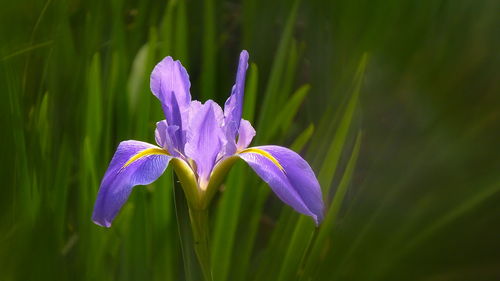 Close-up of purple crocus flowers