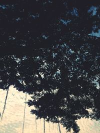 Low angle view of trees against sky