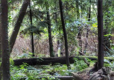 Trees in forest
