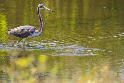 Side view of a stalking heron in a lake