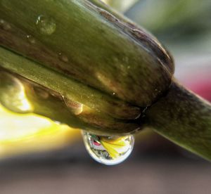 Close-up of insect on water