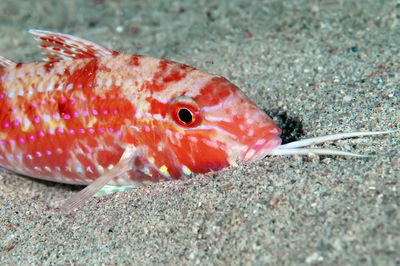 Close-up of fish underwater