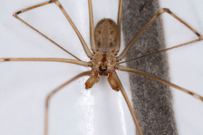 Close-up of spider on wall