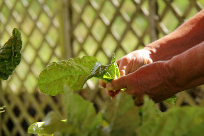 Close-up of hand holding plant