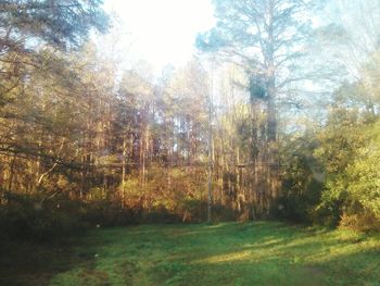 Trees in forest